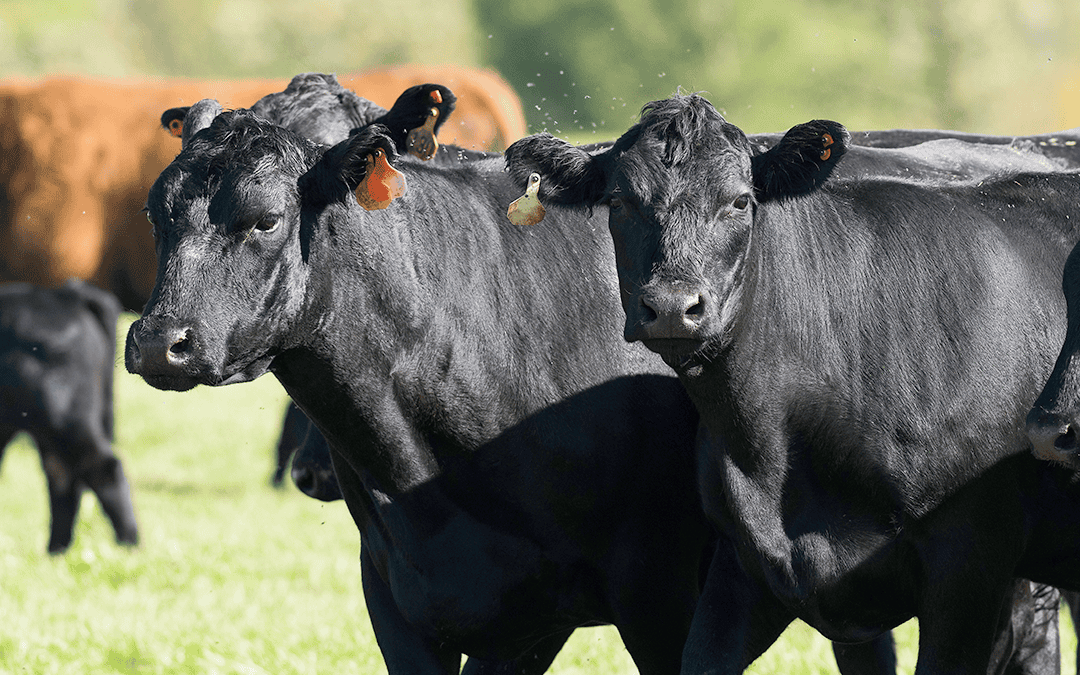 BioZyme® Offers Products for a Variety of Animals, Scenarios 