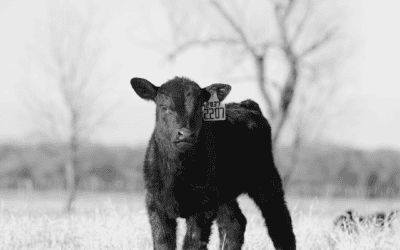 Richard Stober: Revolutionizing Cattle Marketing and Preparing the Next Generation