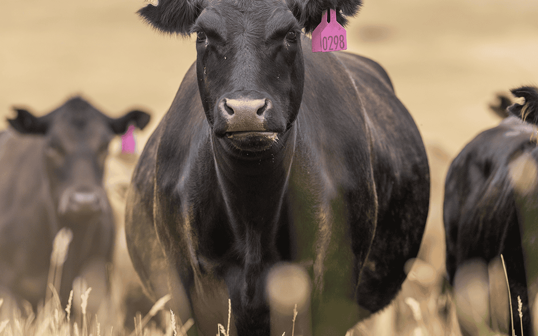 Multi-Generational Success: Blending Traditional Ranching with Digital Marketing