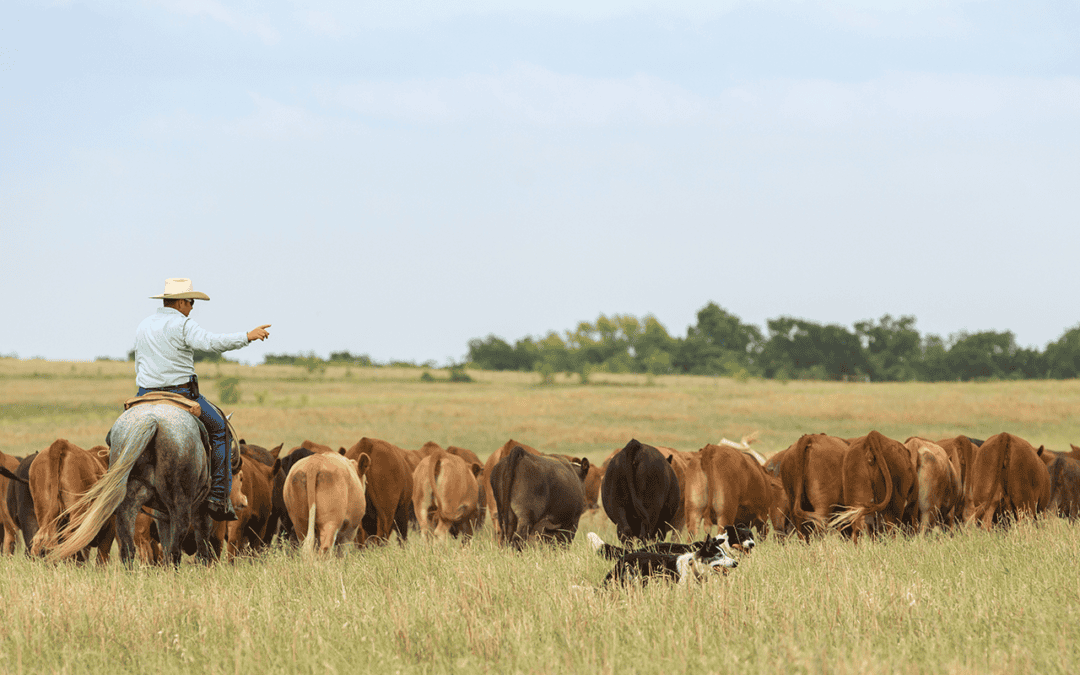 cattle in a field being round up by a cowboy on a horse pointing