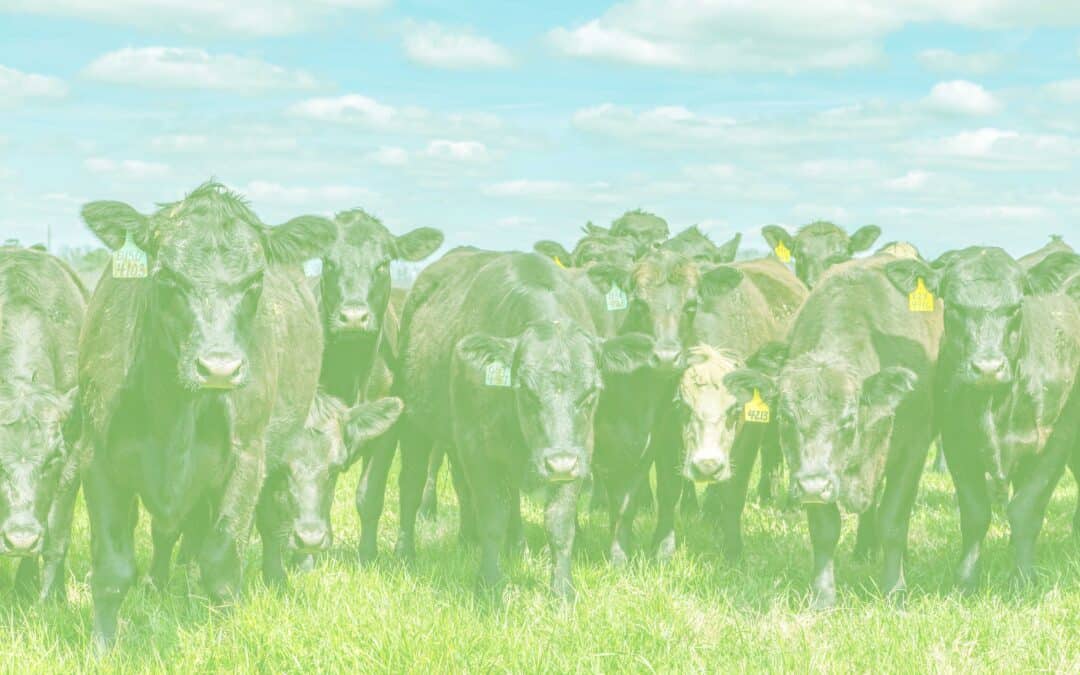 Angus cattle in a pasture in Southeastern Georgia.
