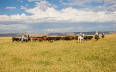 Casper, WY LiveAg Video Auction Delivers Strong Results Amid Strong Buyer Interest – August 14, 2025