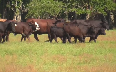 Fort Worth LiveAg Video Auction Maintains Market Momentum — October 9, 2025