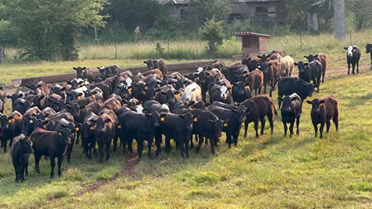 From Pasture to Profit: Understanding the Journey of Livestock on LiveAg
