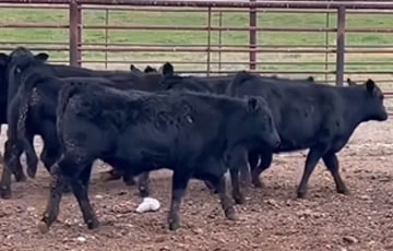Herd of cows fenced in.