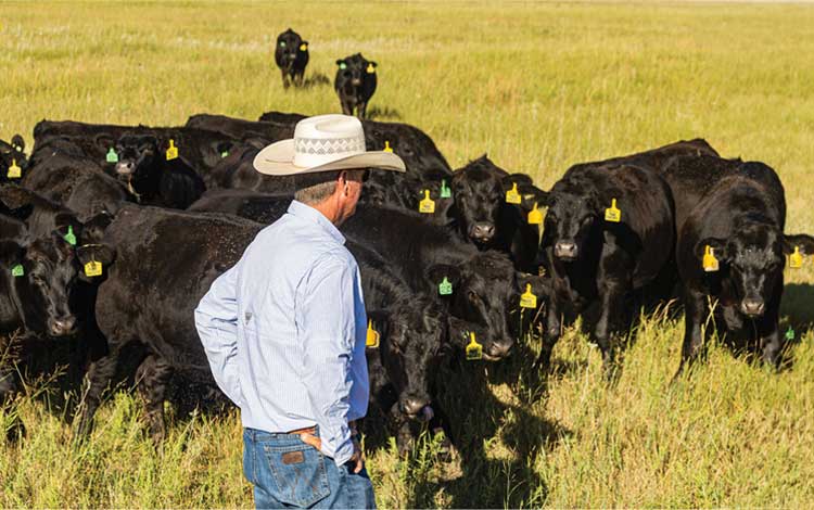 Biozyme Plan Now For Summer Marketing