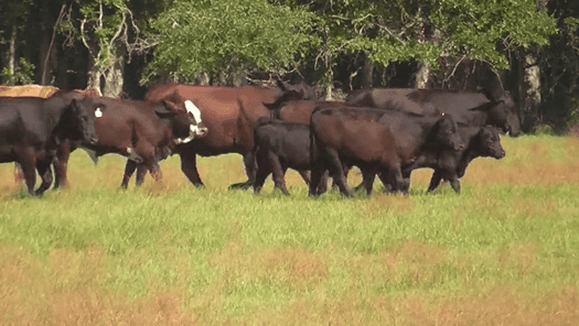 Fort Worth LiveAg Video Auction Maintains Market Momentum — October 9, 2025