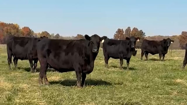 Rancher’s Verification Toolkit: How to Prove Ownership and Value at Sale Time