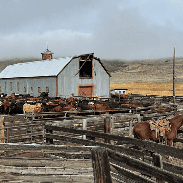 Boise, ID LiveAg Video Auction Delivers Strong Results Despite Market Volatility – July 24, 2025