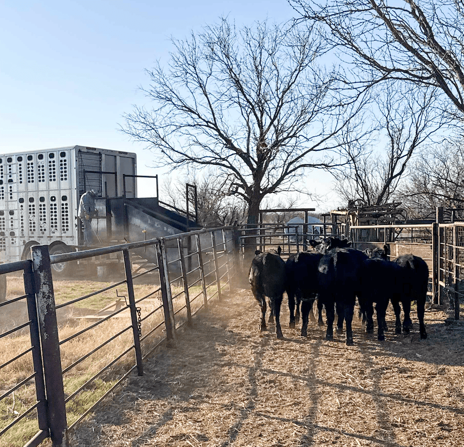 LiveAg Market Report: June 26 Video Auction Shows Strong Demand for Feeder Cattle