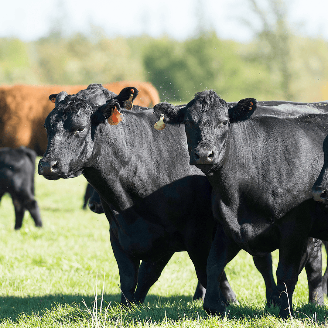 BioZyme® Offers Products for a Variety of Animals, Scenarios 