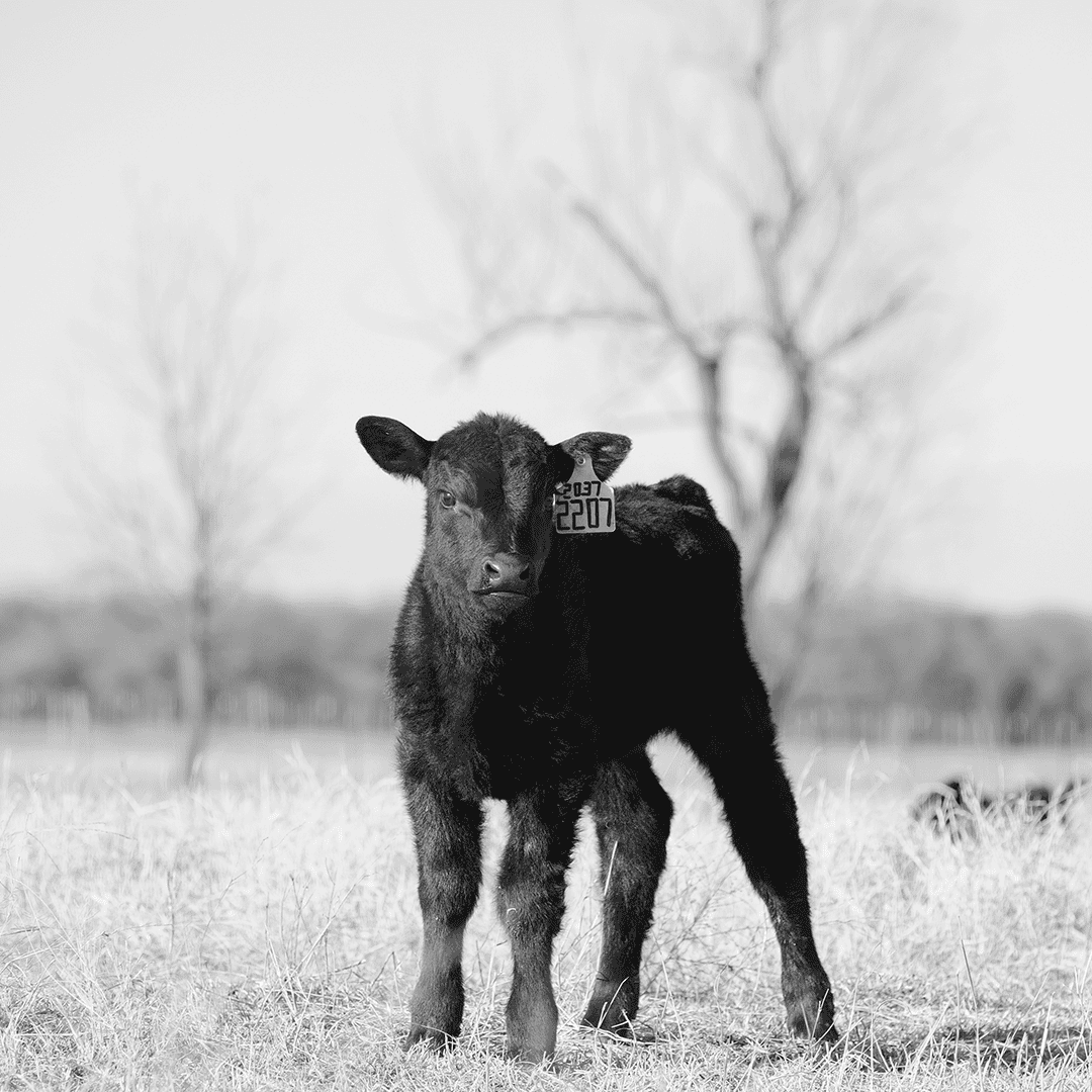 Richard Stober: Revolutionizing Cattle Marketing and Preparing the Next Generation