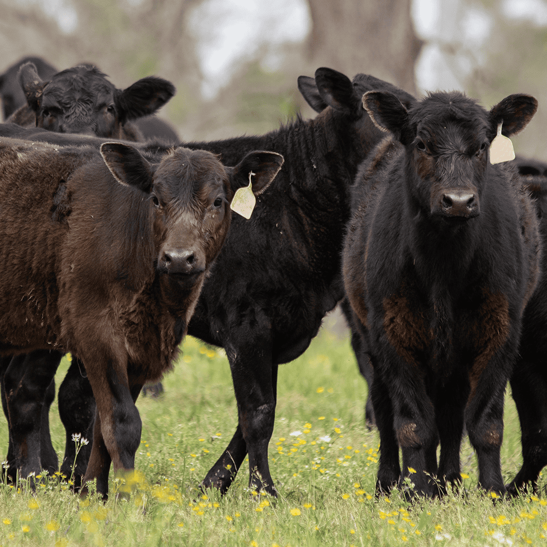 A Partnership Built on Trust: Cattle In Motion Joins LiveAg