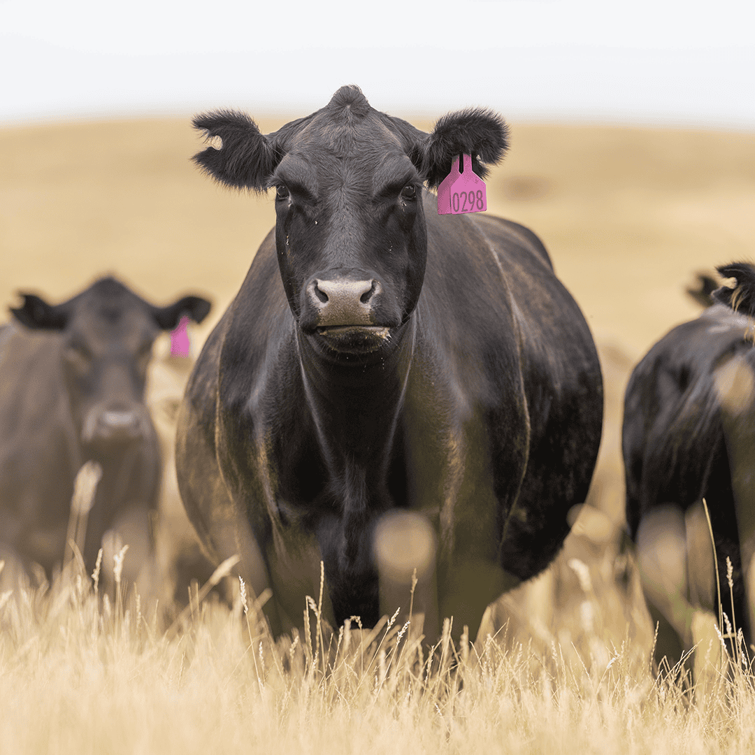 Multi-Generational Success: Blending Traditional Ranching with Digital Marketing