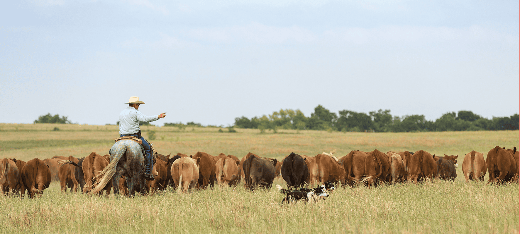 Fort Worth LiveAg Video Auction Delivers Strong Results Despite Market Volatility – September 11, 2025
