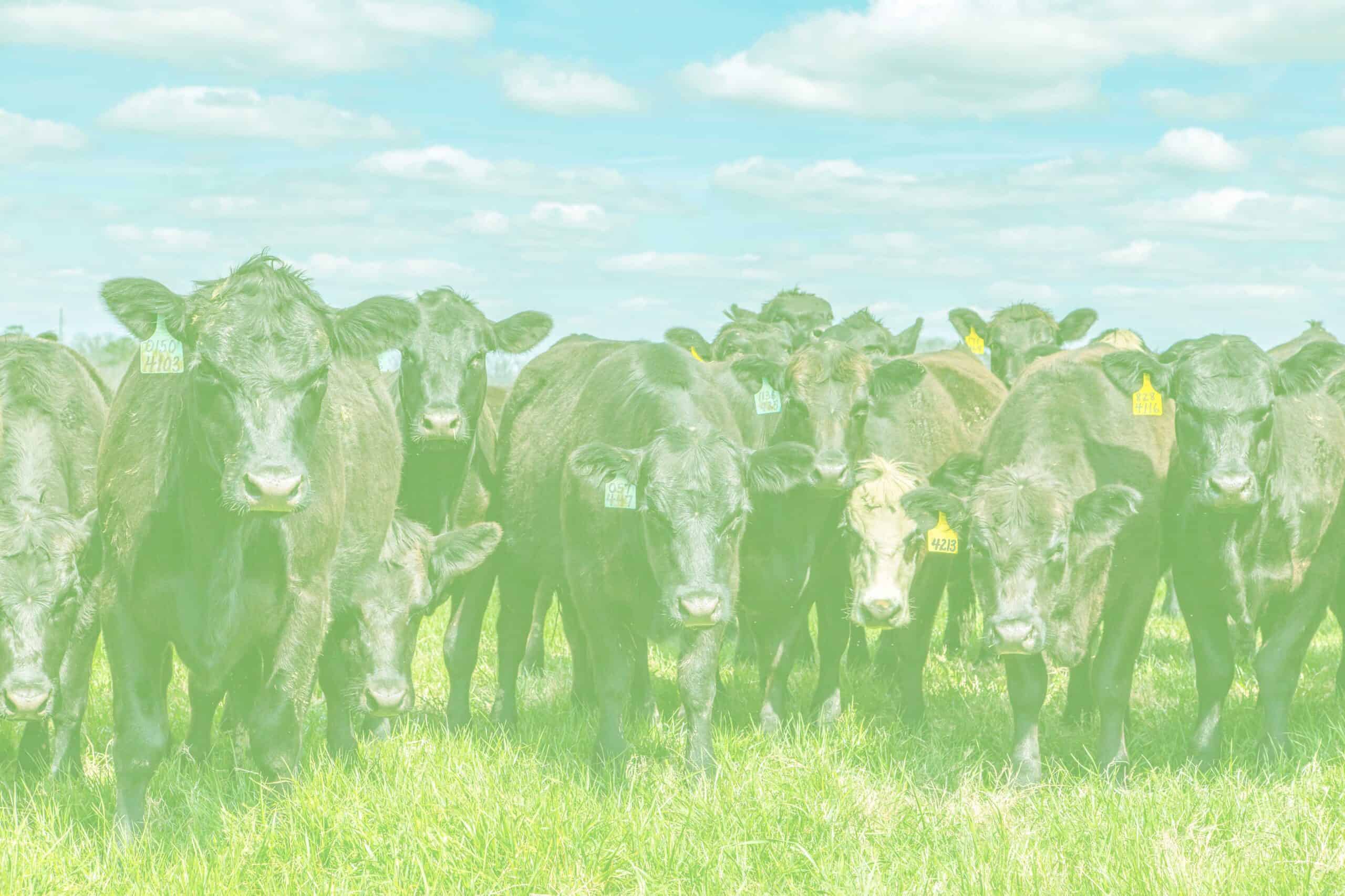 Wheat Pasture Offers Grazing Alternative for Stockers 