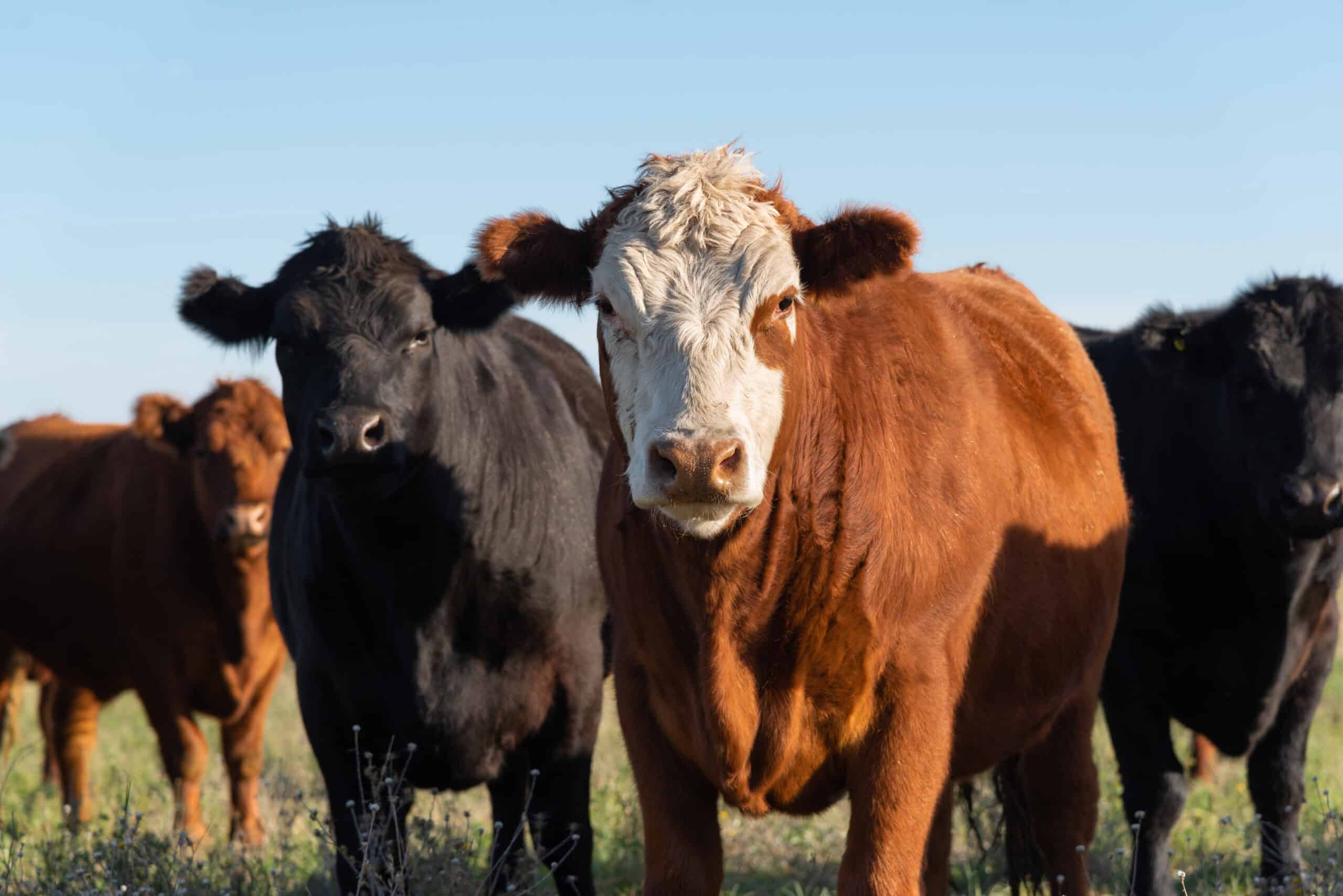 ‘More from every bite:’ BioZyme’s Amaferm-based products make the most of cattle feed