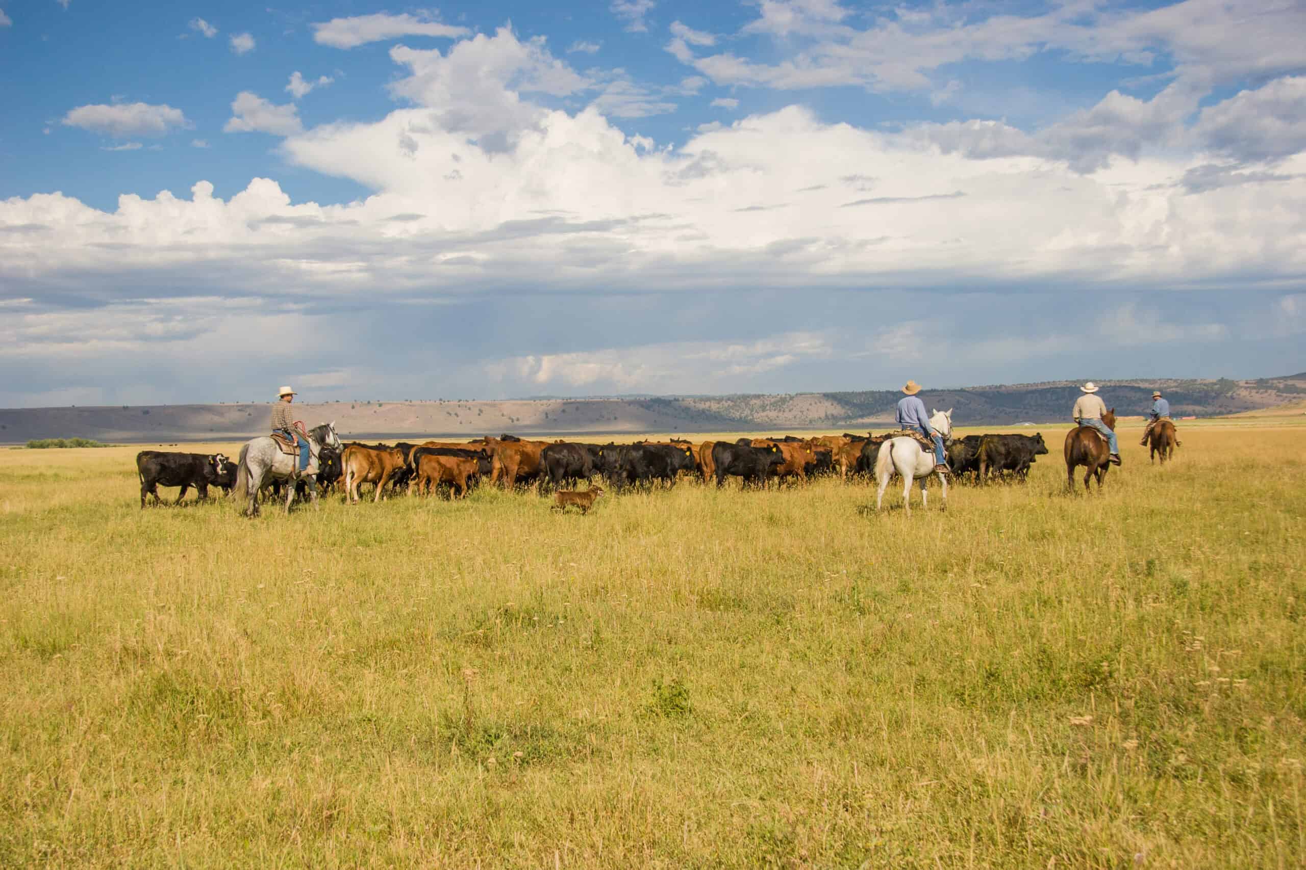 Casper, WY LiveAg Video Auction Delivers Strong Results Amid Strong Buyer Interest – August 14, 2025