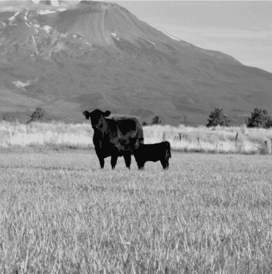 Capitalizing on the Record-High 2026 Cull Cow and Bull Market blog