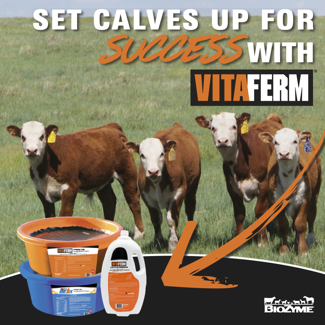 Early Weaning: When It Makes Sense and How to Set Calves Up for Success blog
