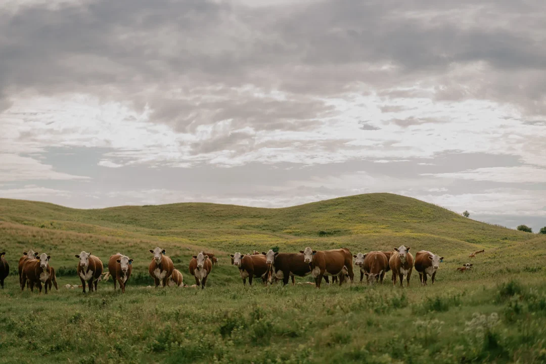 Herd of Herefords across open rangeland