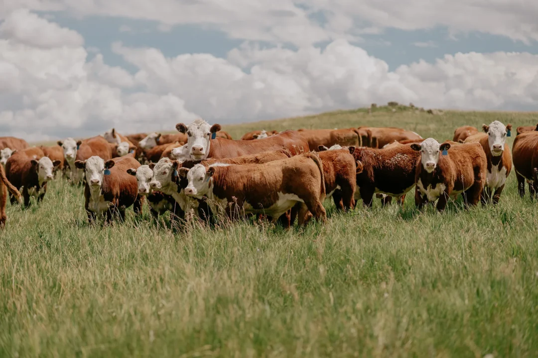 Herd of Herefords facing camera in pasture