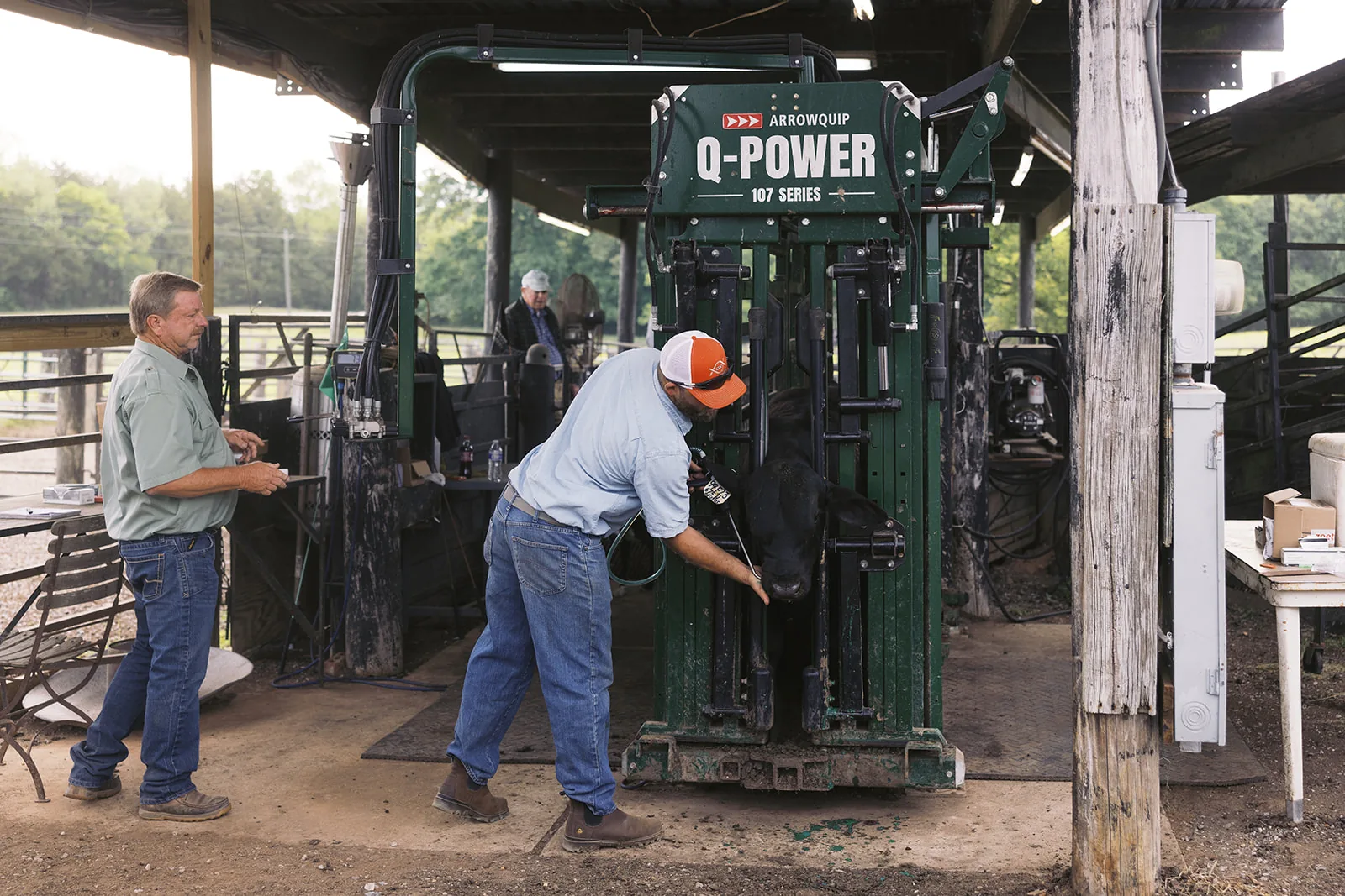Working cattle through the chute at Johnston Brangus