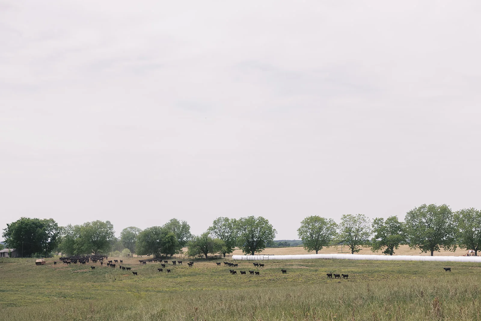 Brangus cattle on Johnston pasture
