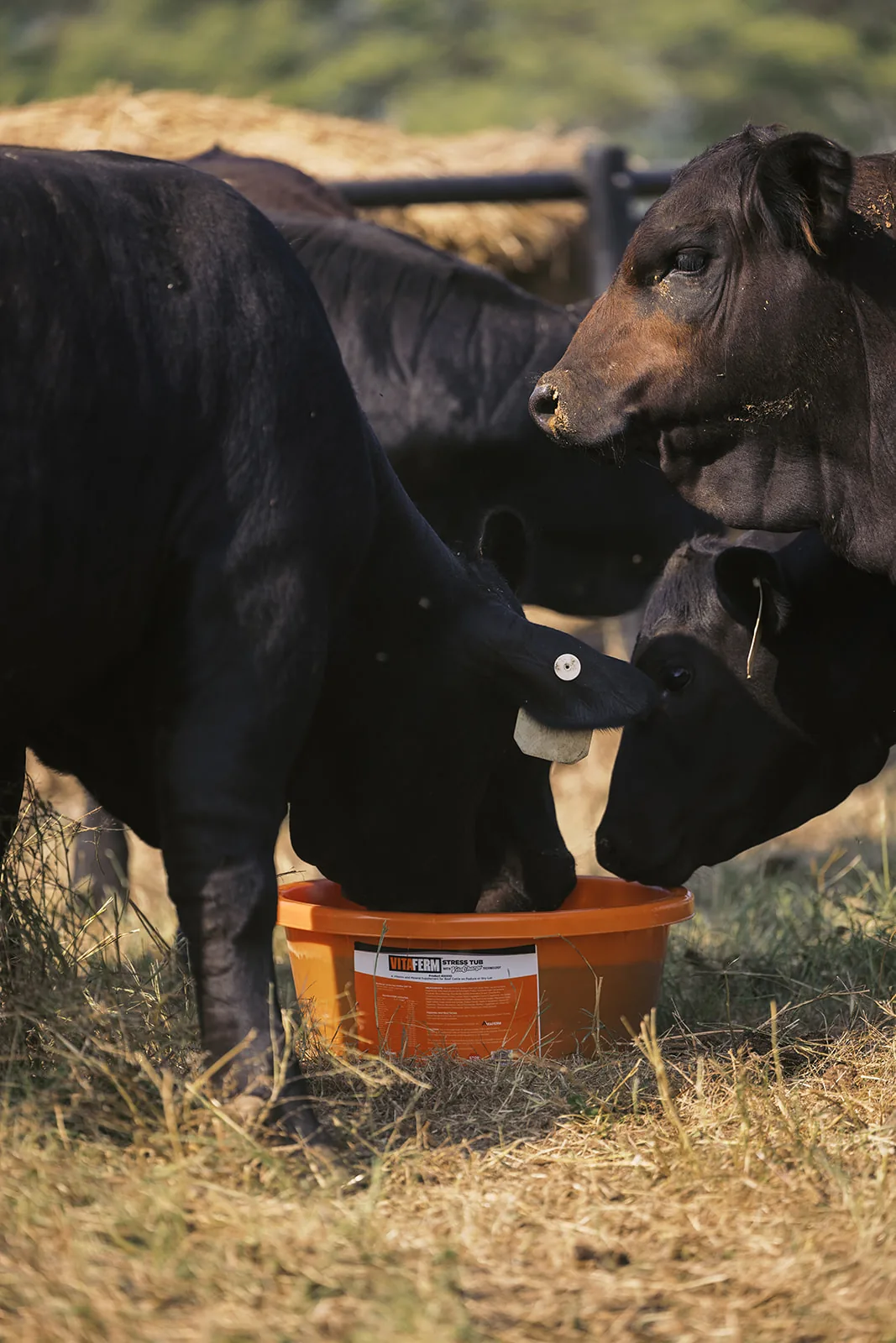 VitaFerm mineral feeder in a Johnston Brangus pasture