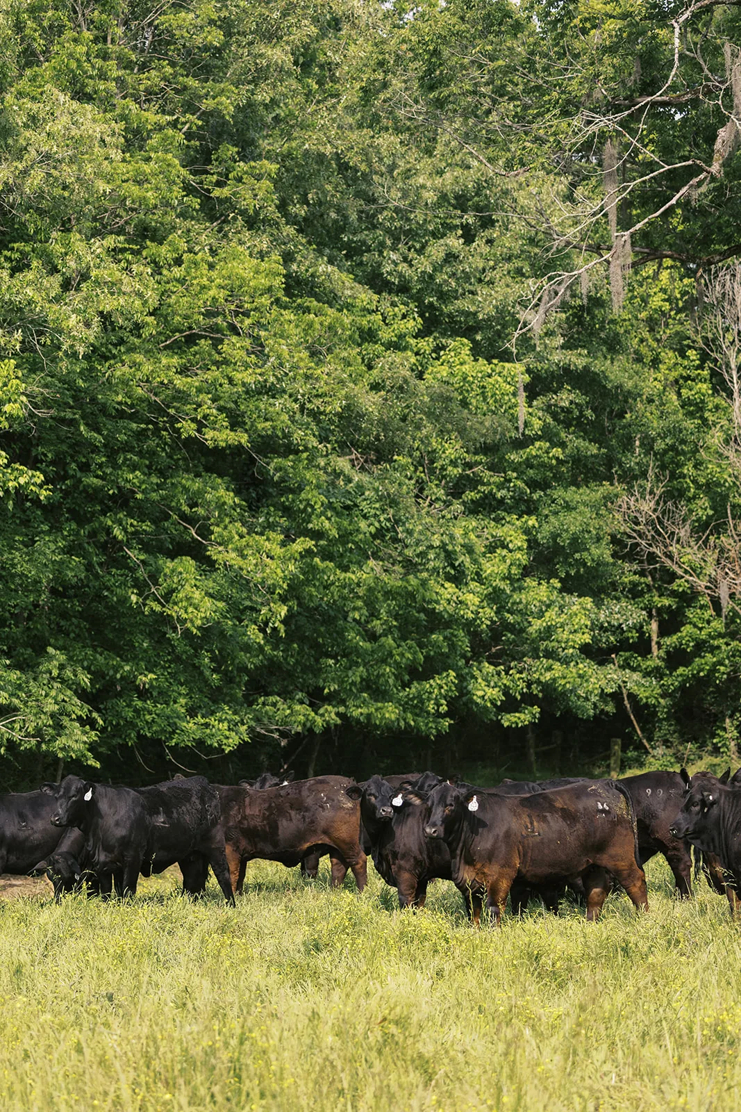 Replacement females on pasture