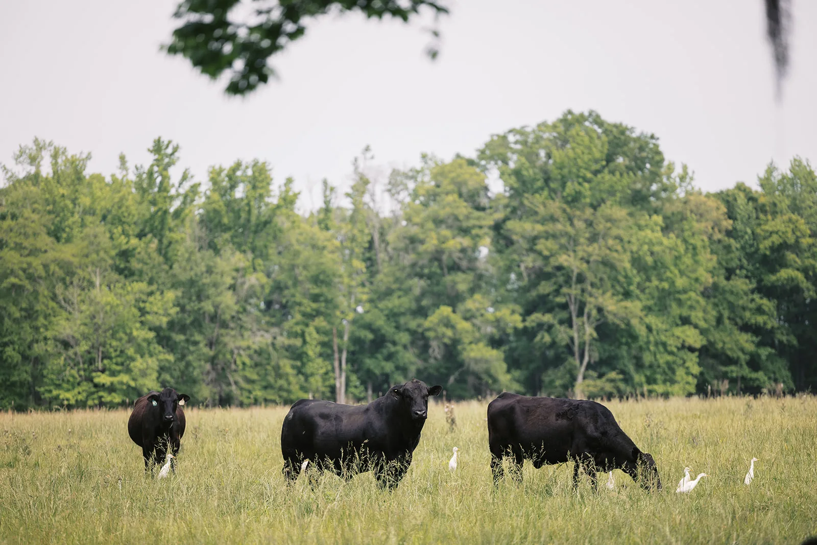 Purebred Brangus herd bull