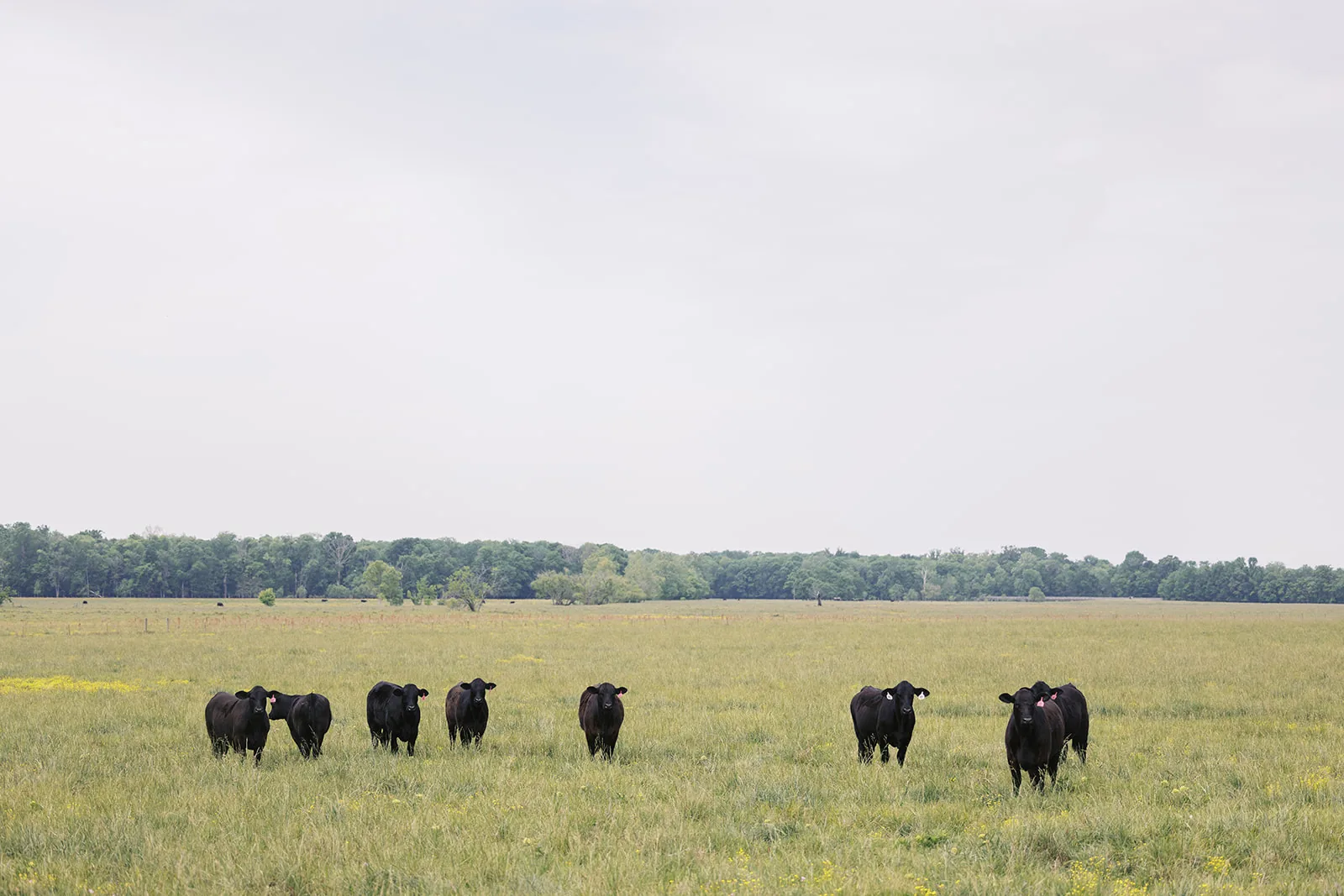 Johnston Brangus ranch landscape