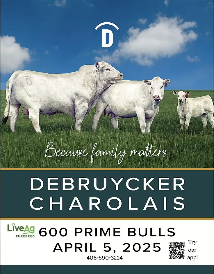 DeBruycker Charolais poster image