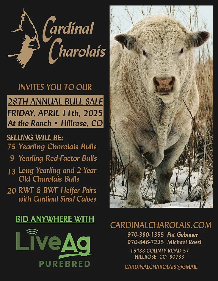 Cardinal Charolais poster image