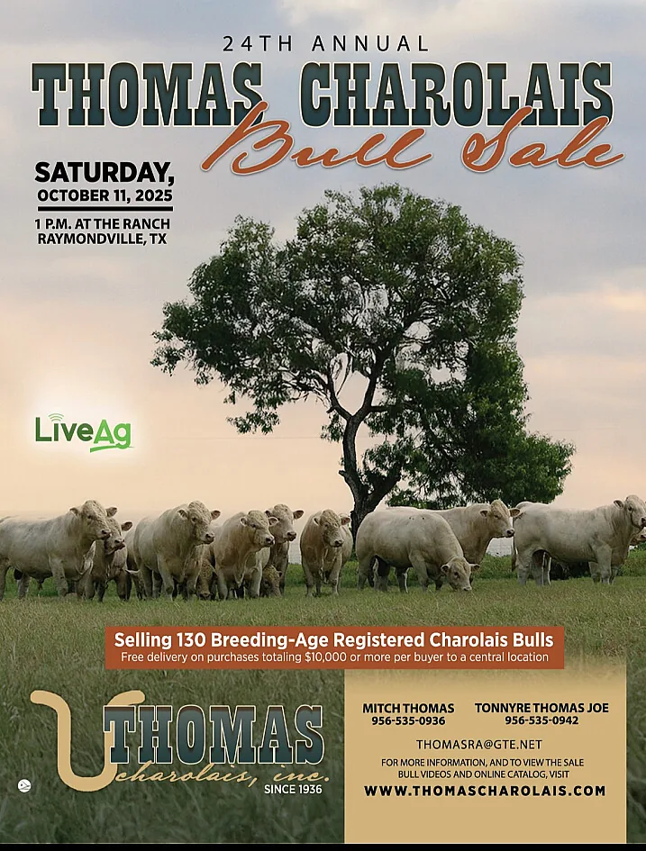 Thomas Charolais poster image