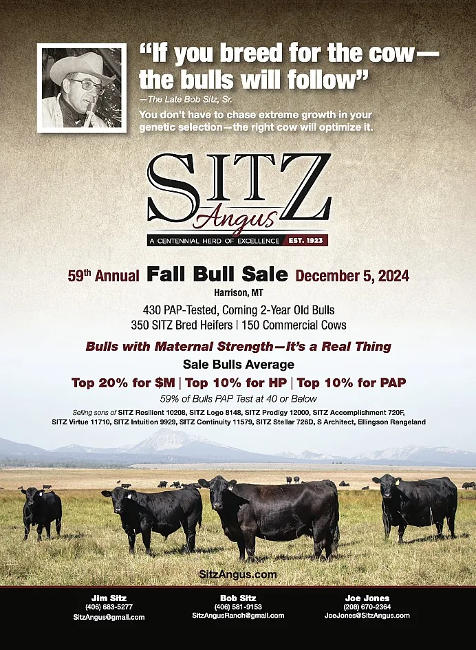 Sitz Angus poster image