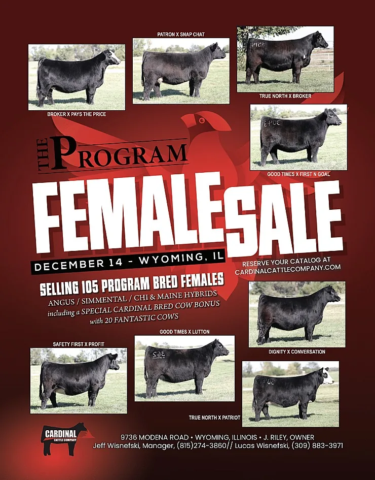 Cardinal Cattle Co. poster image