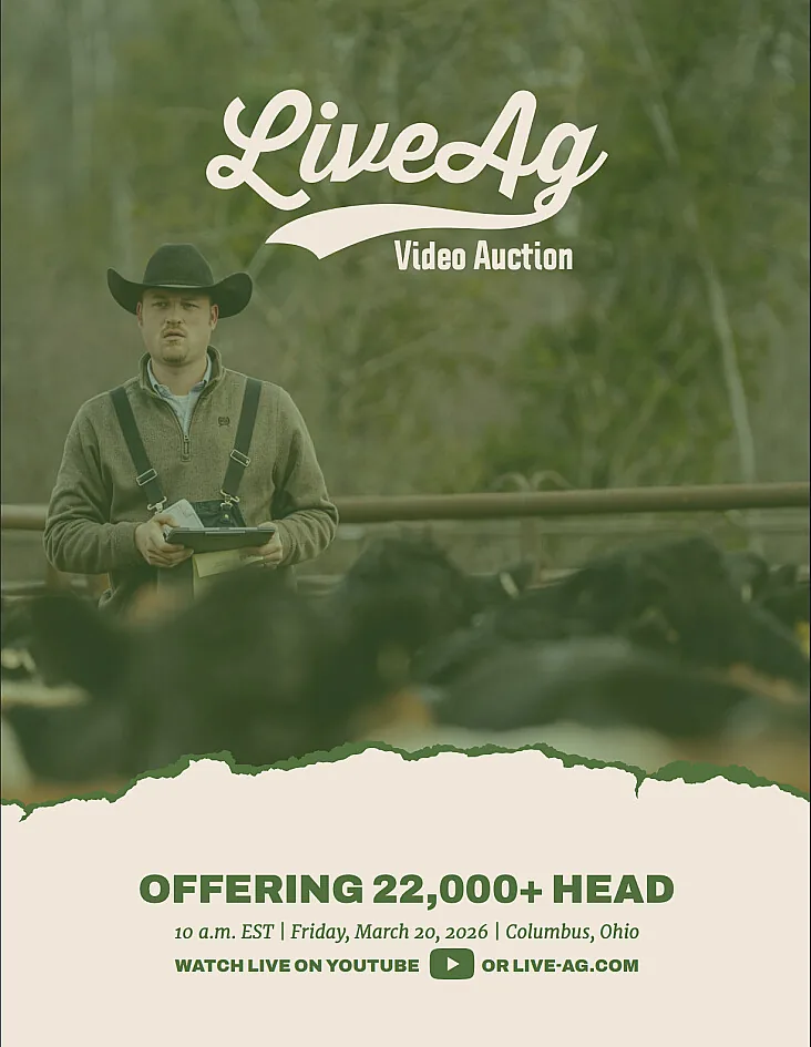 LiveAg Commercial Cattle poster image