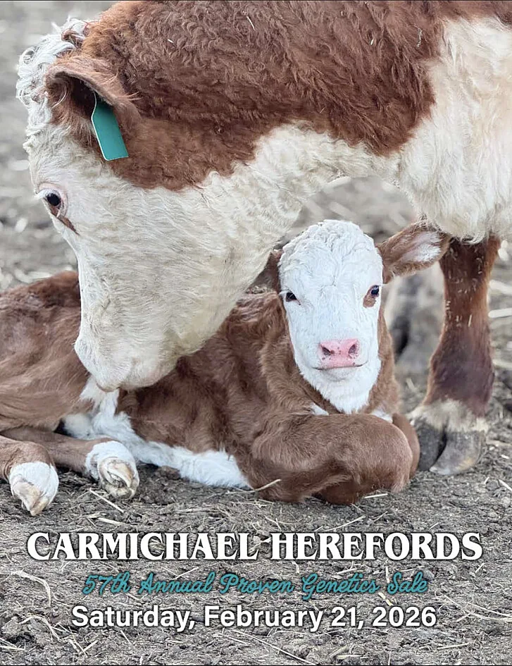 Carmichael Herefords poster image