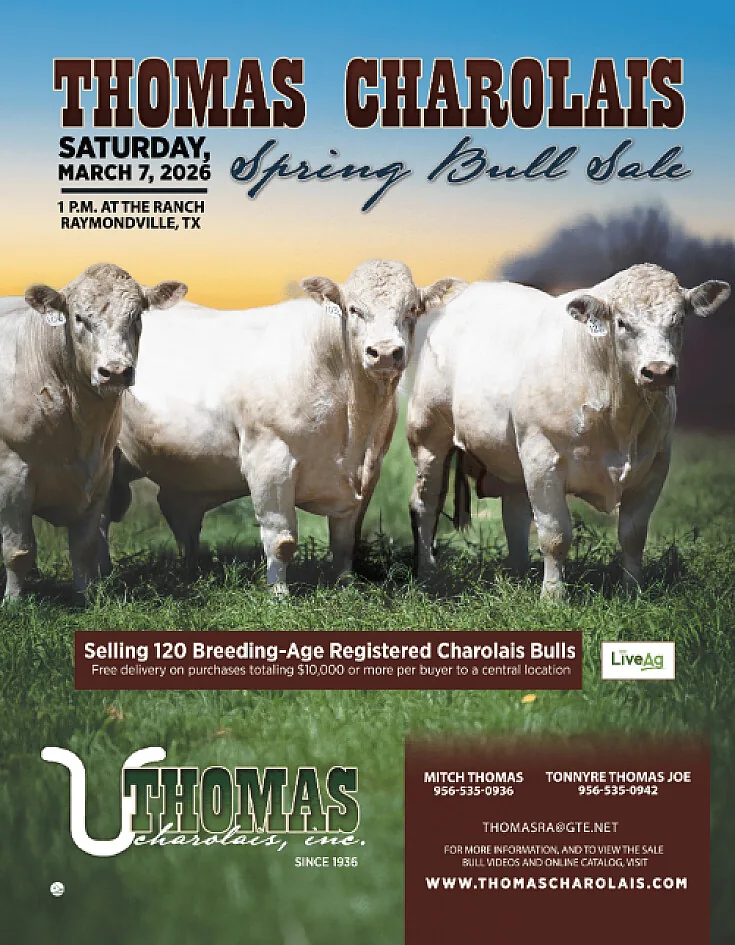 Thomas Charolais poster image