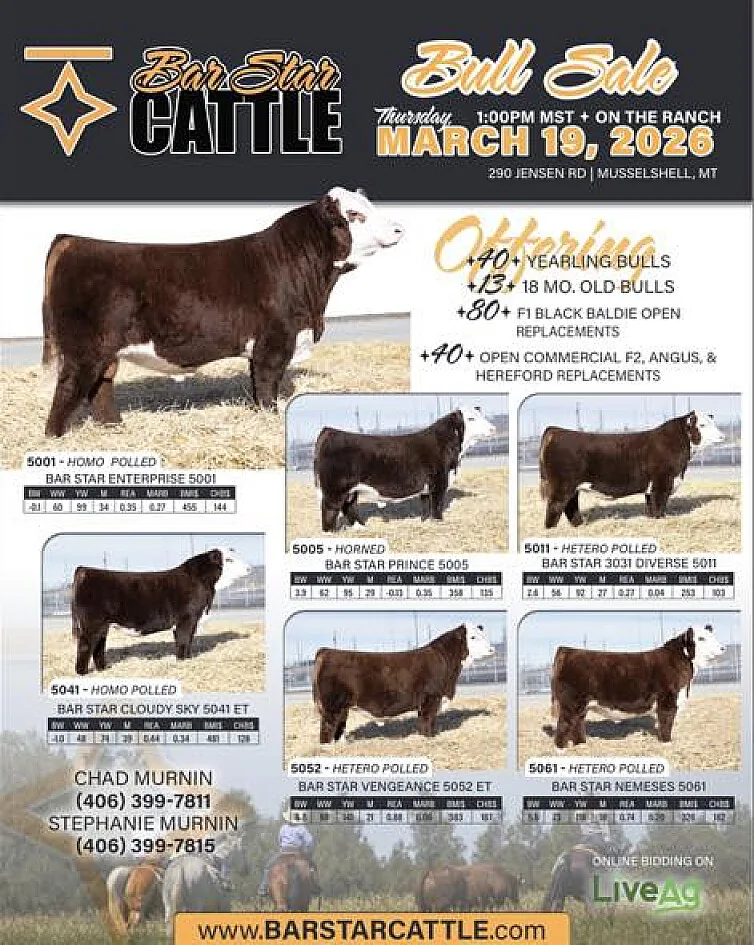 Bar Star Cattle poster image