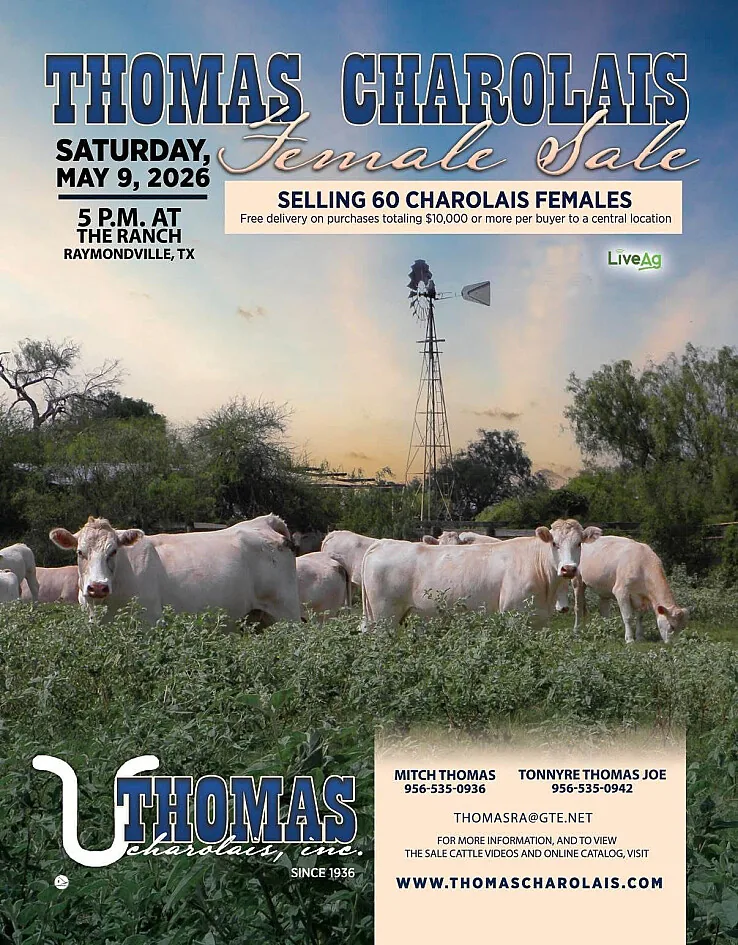 Thomas Charolais poster image
