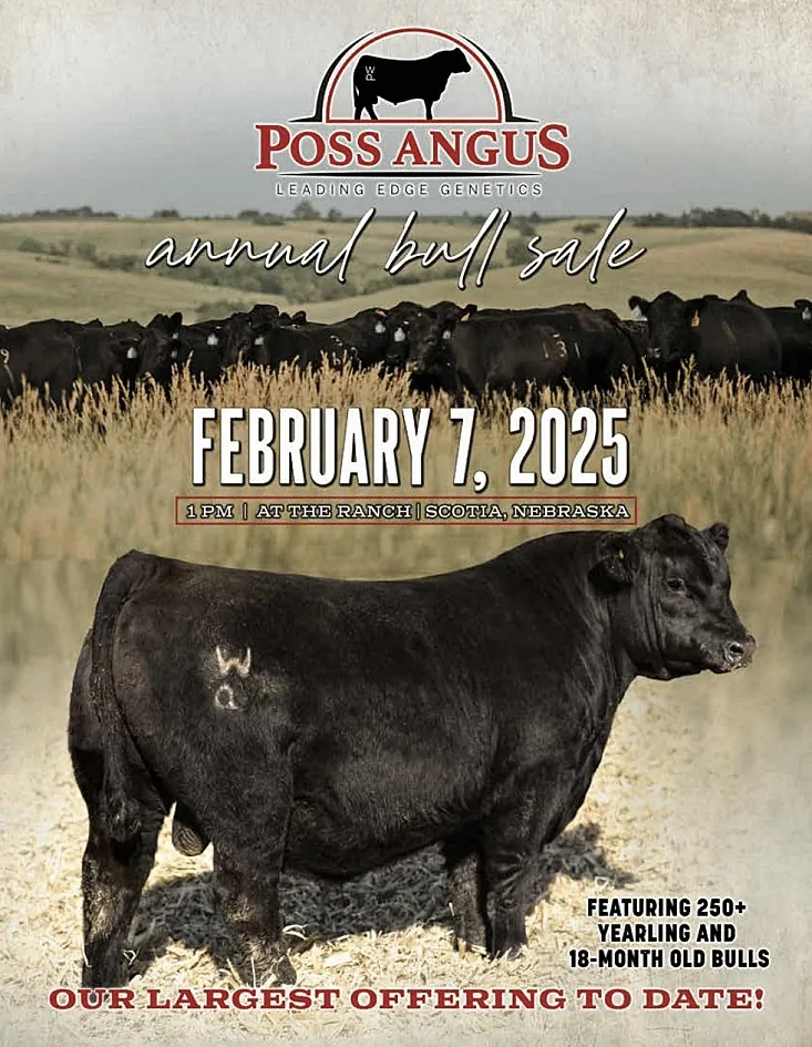 Poss Angus poster image