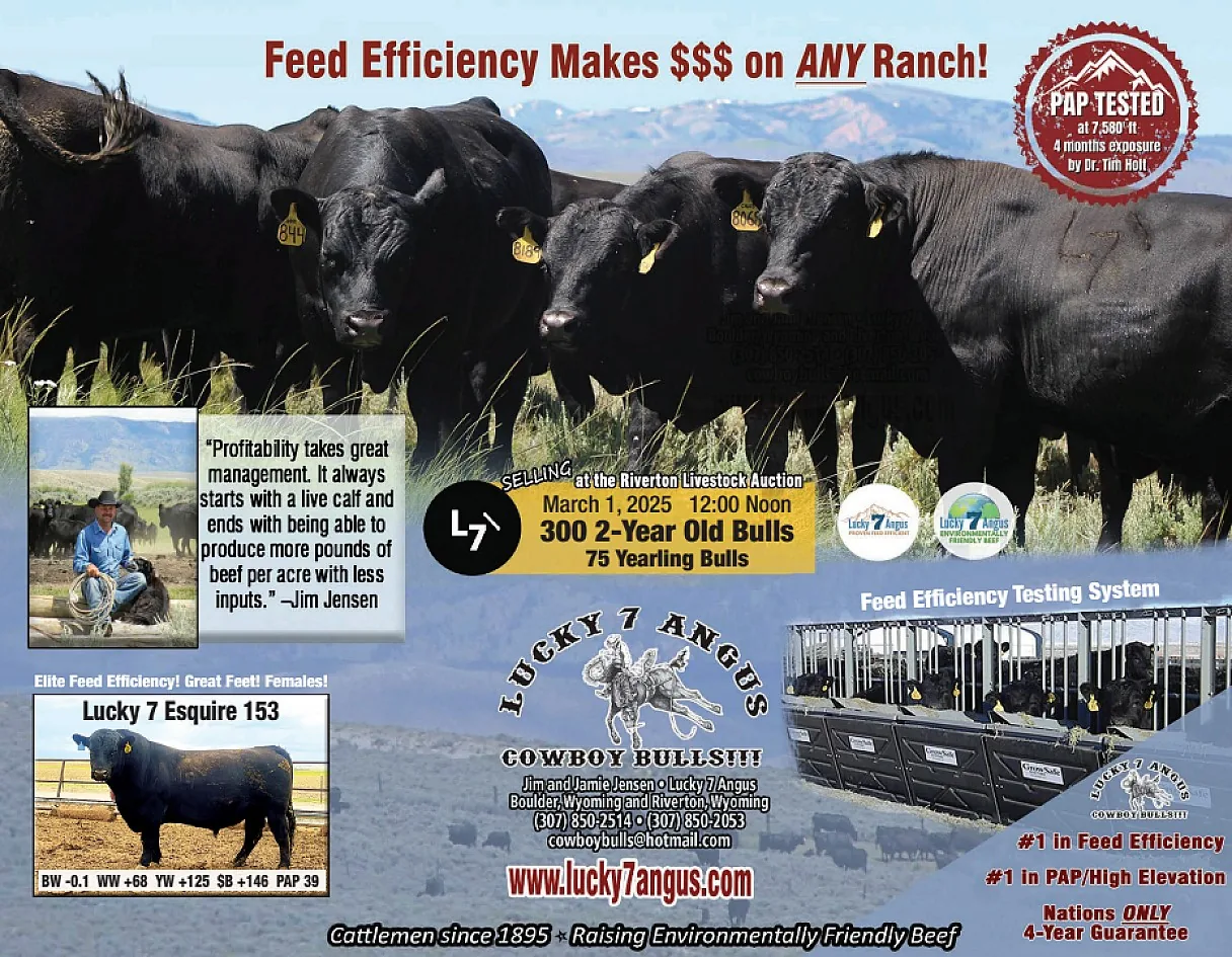Lucky 7 Angus poster image