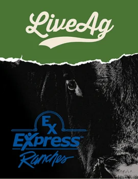 Express Ranches Annual Fall Bull & Commercial Female Sale Poster