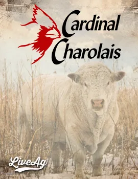 Cardinal Charolais poster image
