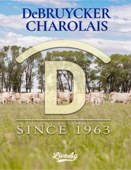 DeBruycker Charolais poster image