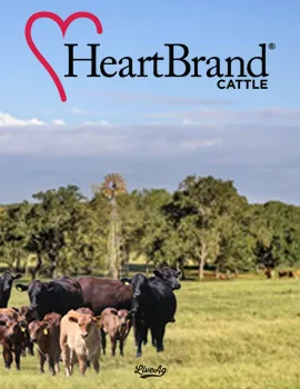HeartBrand Cattle poster image