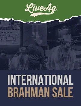 International Brahman Sale 2027 Poster