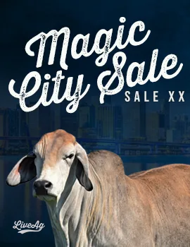 Magic City Sale